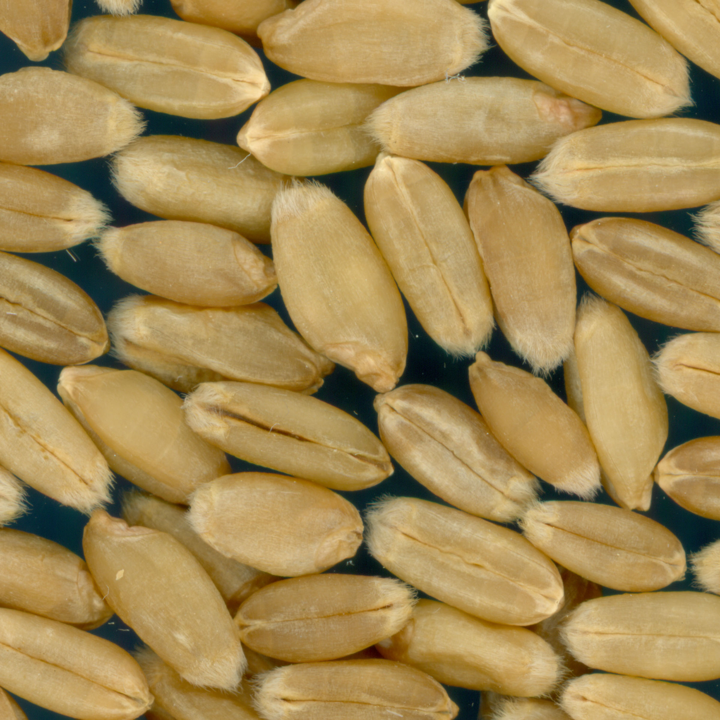 Click for 3 image(s) for this accession. KERNELS
